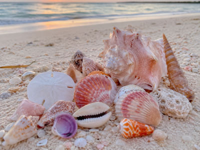 Shell Hunting and Sunset Walks on the Gulf