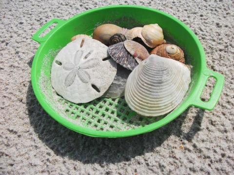 Look Closely for Sand Dollars