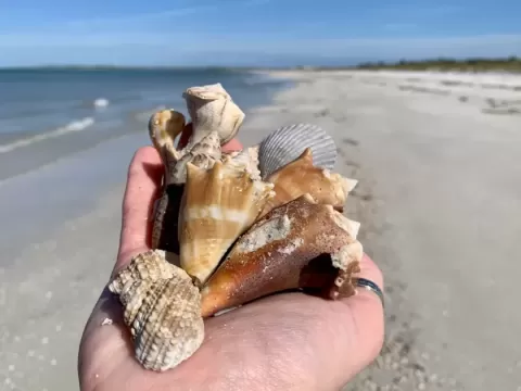 Shell hunting and sunset walks on the Gulf