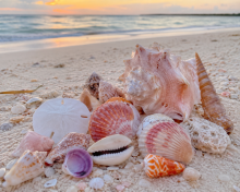 Shell Hunting and Sunset Walks on the Gulf